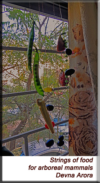 Devna Arora - Feeding enrichment
